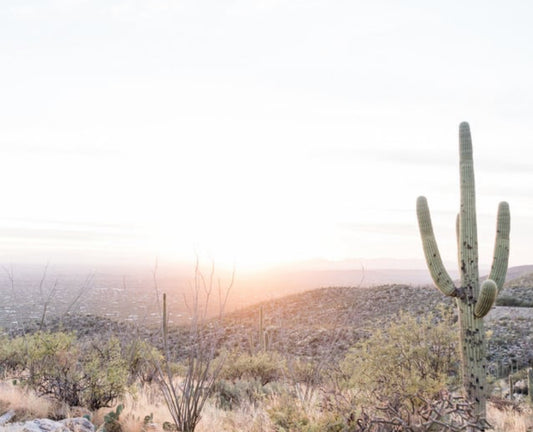 cactus and desert sunset 